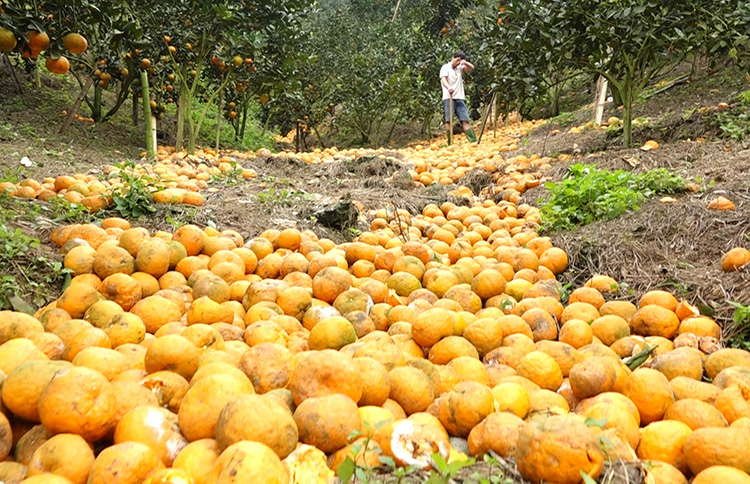 Cam sành Hà Giang rụng hàng loạt