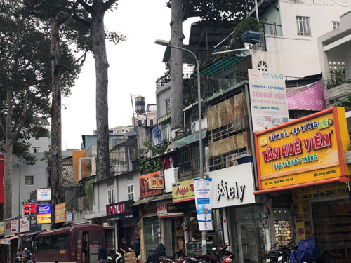 Nhiều cây xanh lặng lẽ lìa đời - Ảnh 2.