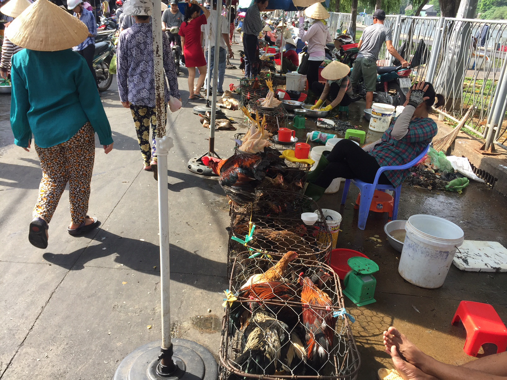 Gi&aacute; g&agrave; c&ocirc;ng nghiệp xuống thấp kỷ lục, người nu&ocirc;i lỗ nặng - Ảnh 2.