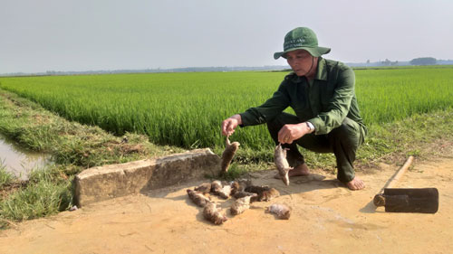 Miền Trung đối đầu "giặc chuột"