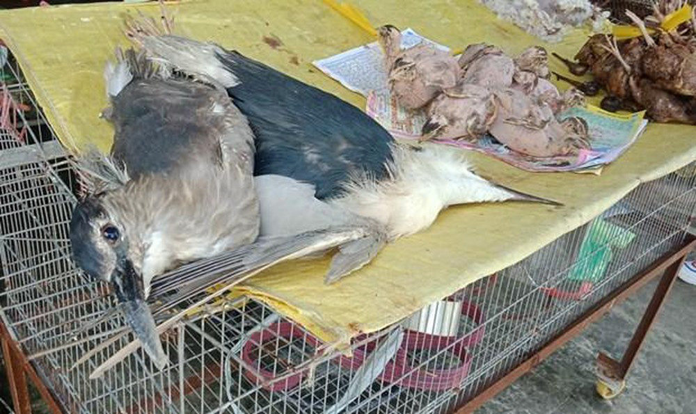 Mua bán động vật hoang dã: Đừng trông chờ vào sự tự giác, phải phạt tù!