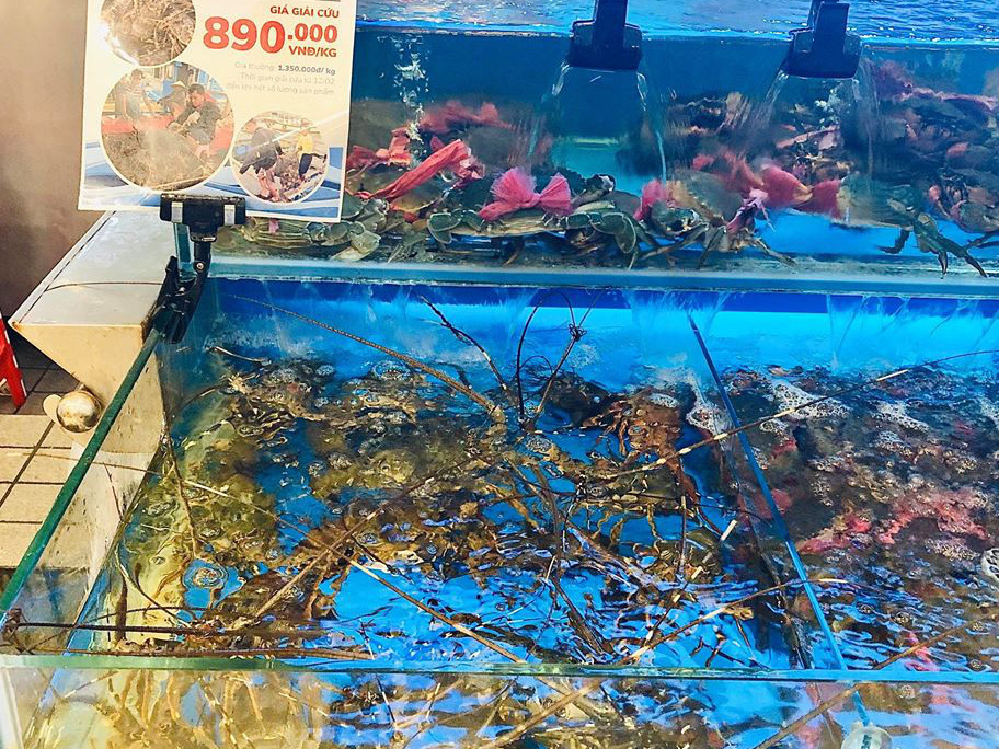 Siêu thị đua nhau giải cứu tôm hùm