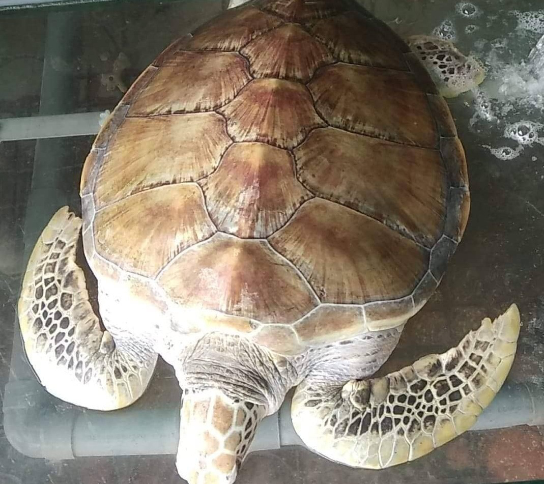 Chủ nh&agrave; h&agrave;ng n&oacute;i mua r&ugrave;a biển qu&yacute; hiếm nặng 30 kg để thả về biển - Ảnh 1.