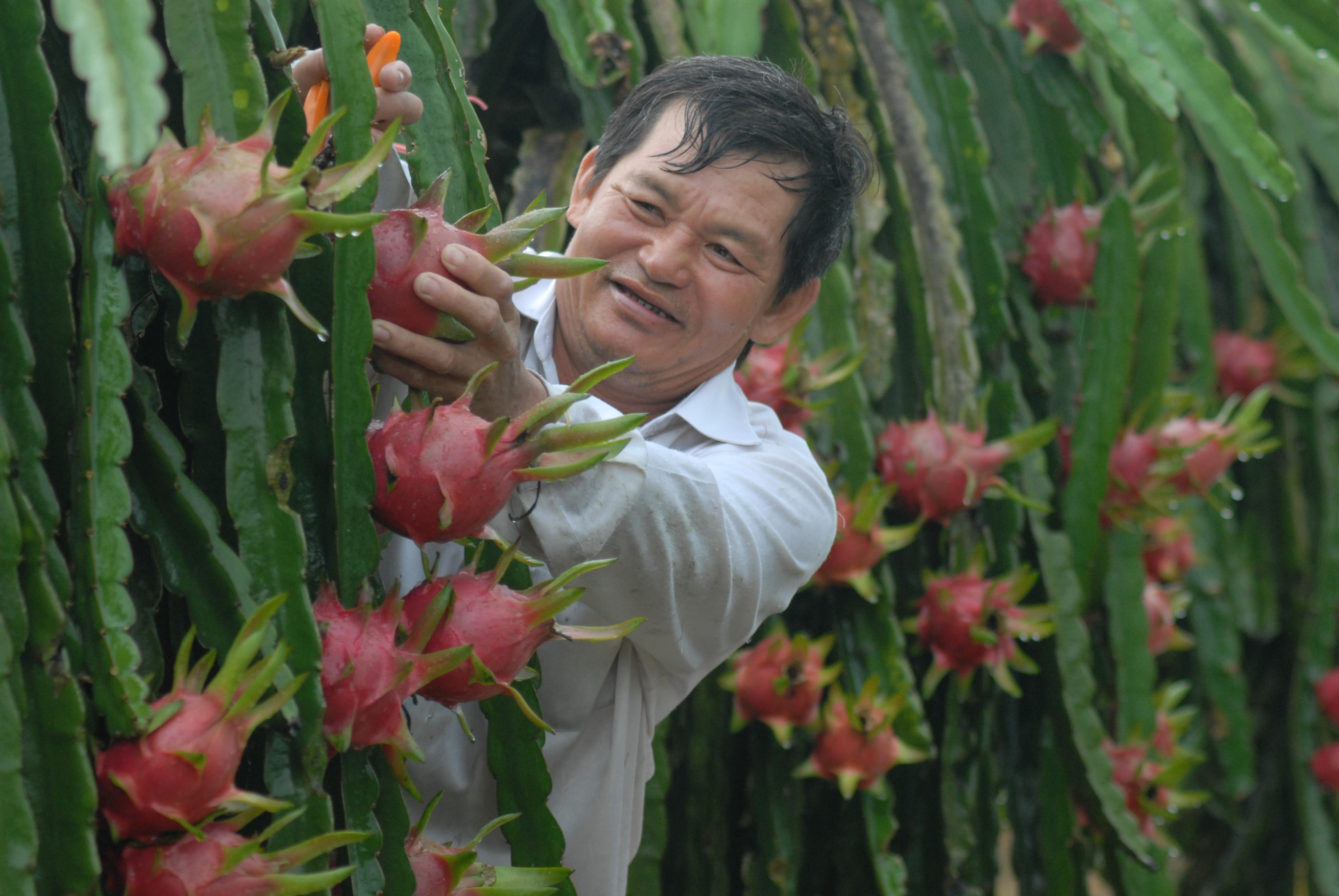 Gi&aacute; l&ecirc;n nhưng n&ocirc;ng d&acirc;n c&ograve;n rất &iacute;t thanh long để b&aacute;n - Ảnh 1.