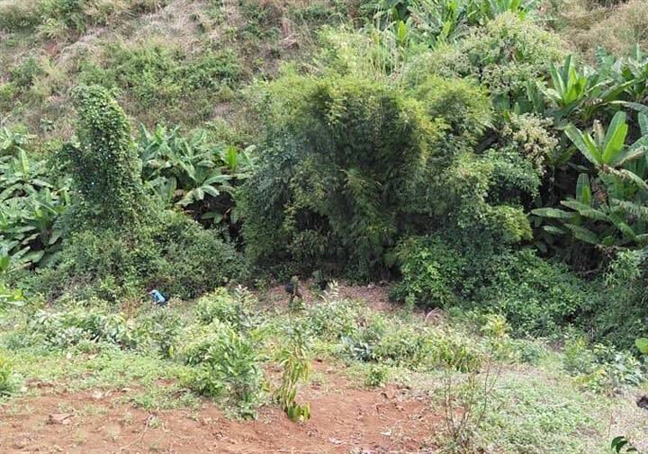 Cha che giấu tội cho con khi sát hại 2 cháu bé