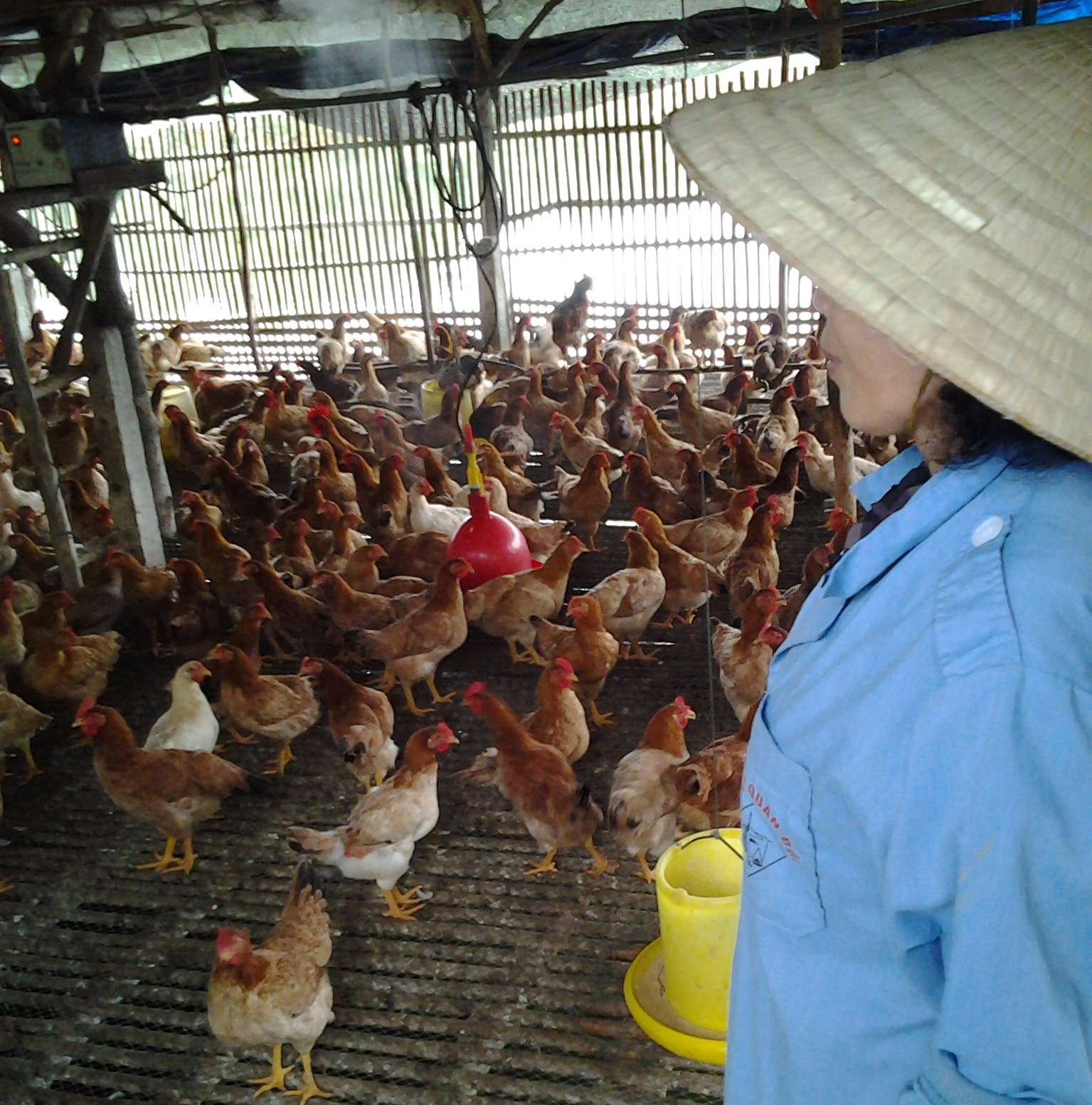 Giá gà tăng gấp đôi, người chăn nuôi vẫn than lỗ