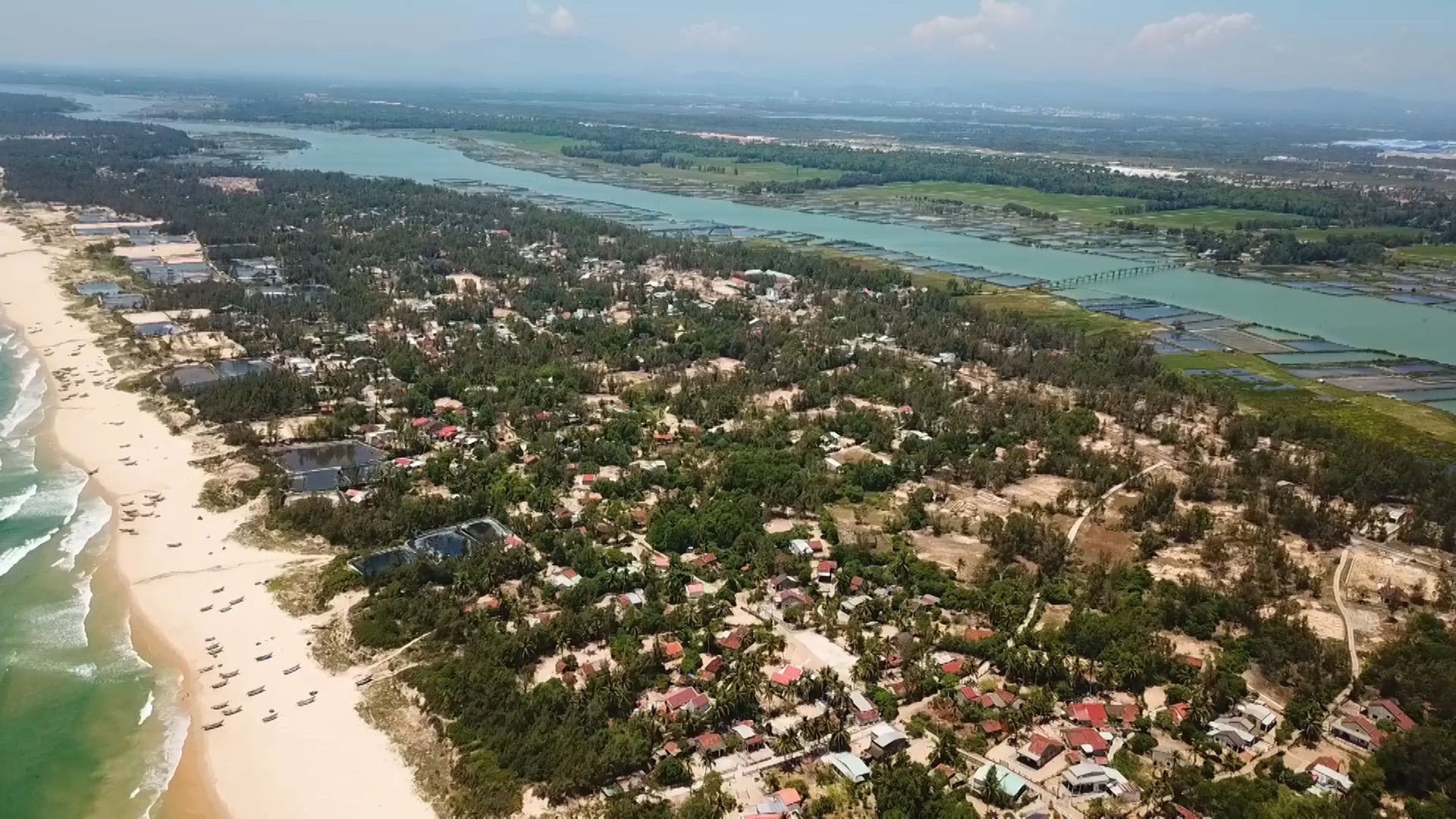 Chồi xanh lách lên trong cát