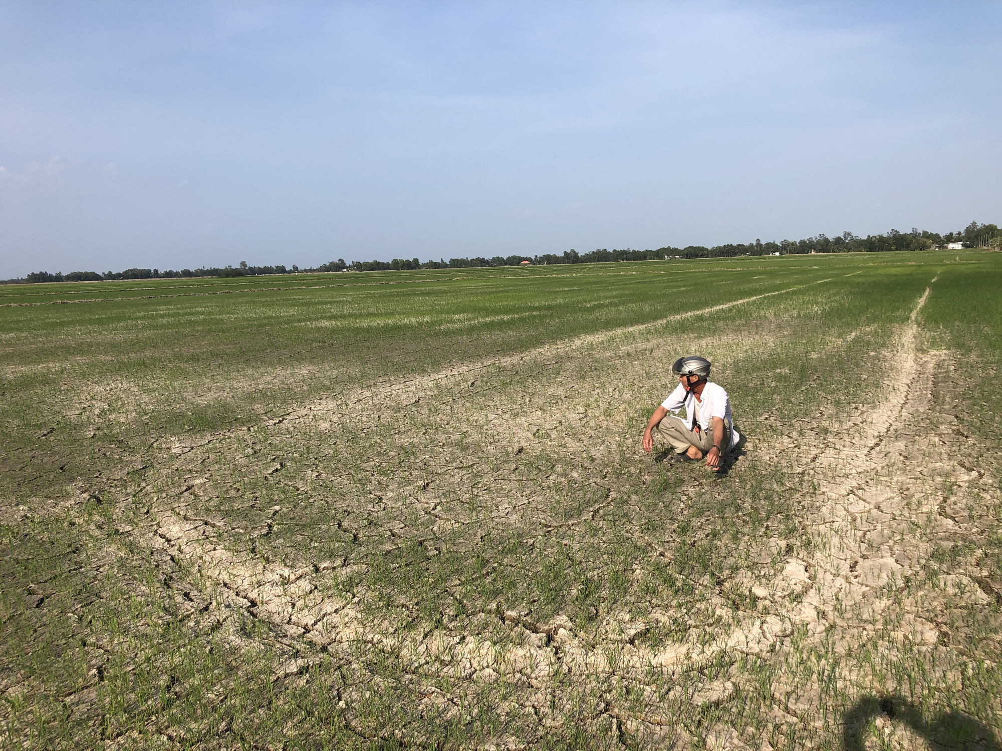 ĐBSCL đối mặt hạn, mặn