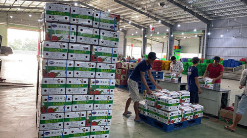 Dự kiến thông quan nông sản qua cửa khẩu Tân Thanh
