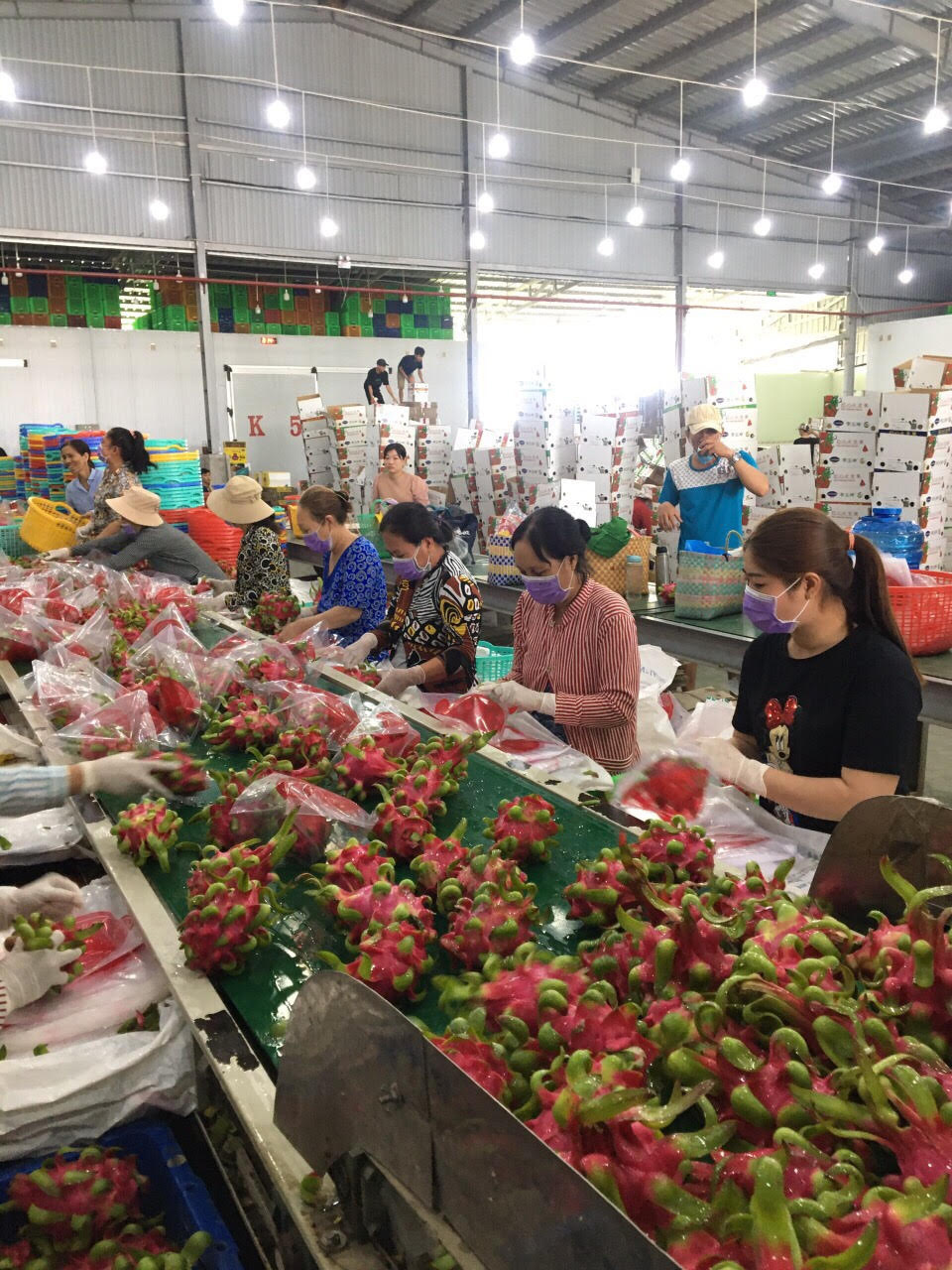 Cơ hội cho xuất khẩu thanh long chính ngạch