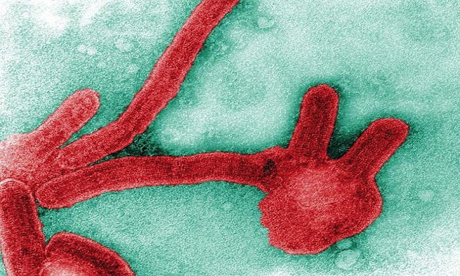 9 virus nguy hiểm tr&ecirc;n tr&aacute;i đất - Ảnh 1.