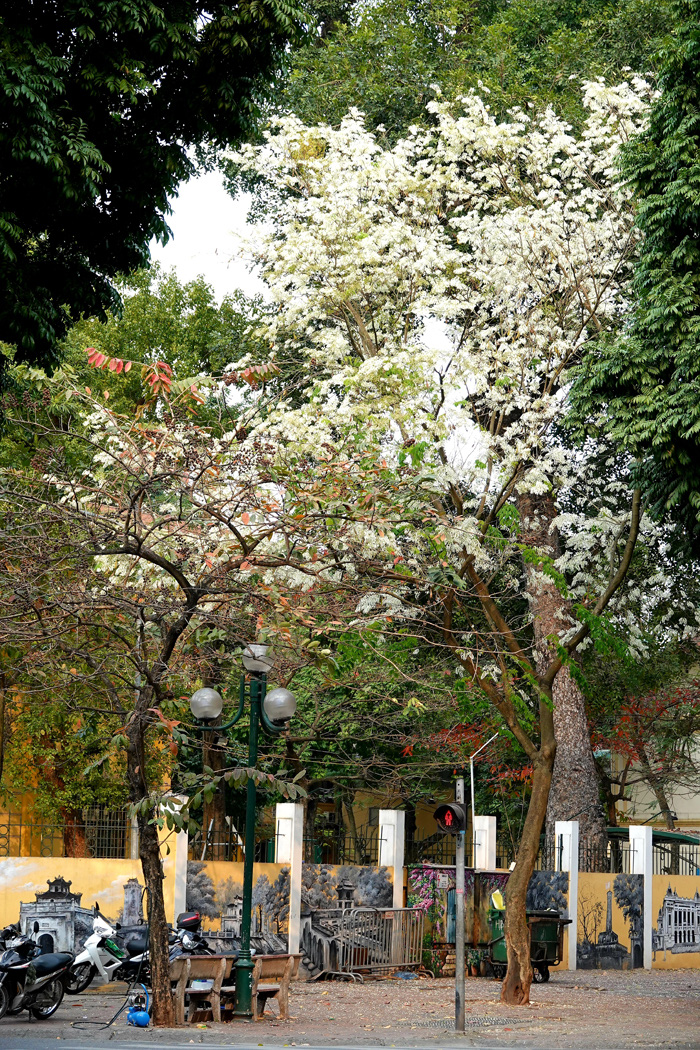 Mùa hoa sưa - Ảnh 1.