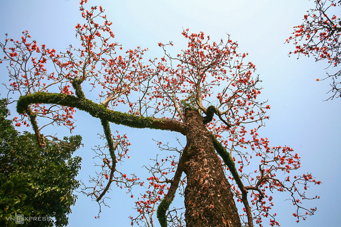 Rực đỏ hoa gạo trước sân chùa Thầy - Ảnh 4.