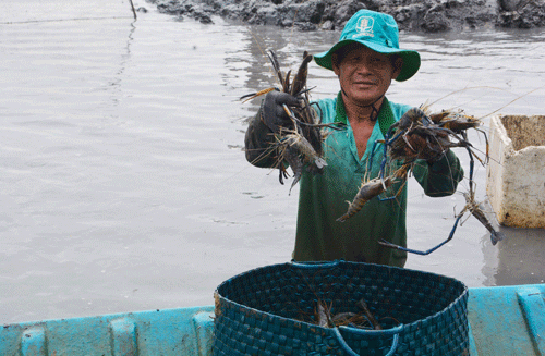 Phá thế độc canh cây lúa - Ảnh 1.