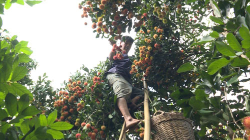 Mở thêm thị trường cho nông sản (*): Sức ép nâng chất lượng