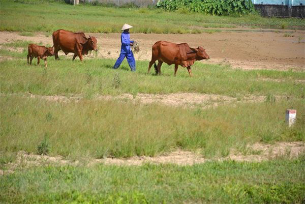 Bất động sản n&ocirc;ng nghiệp gần như... bất động - Ảnh 1.