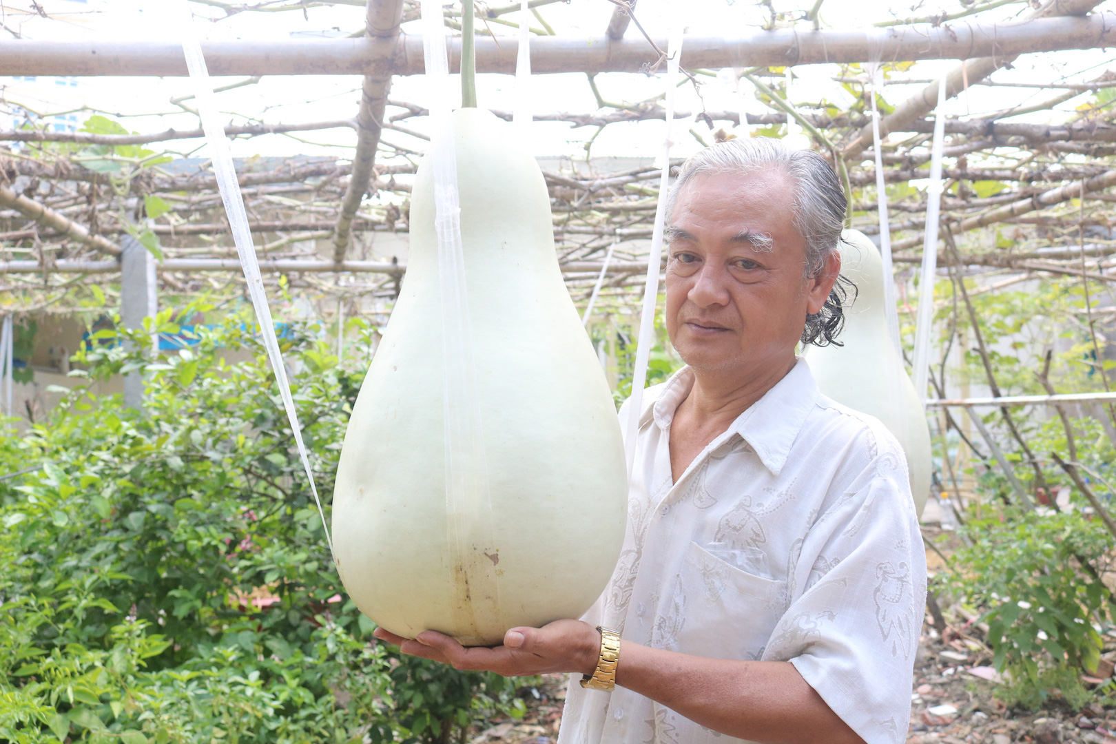 Lạ lùng những trái bầu "siêu to, khổng lồ" nặng từ 15-30 kg
