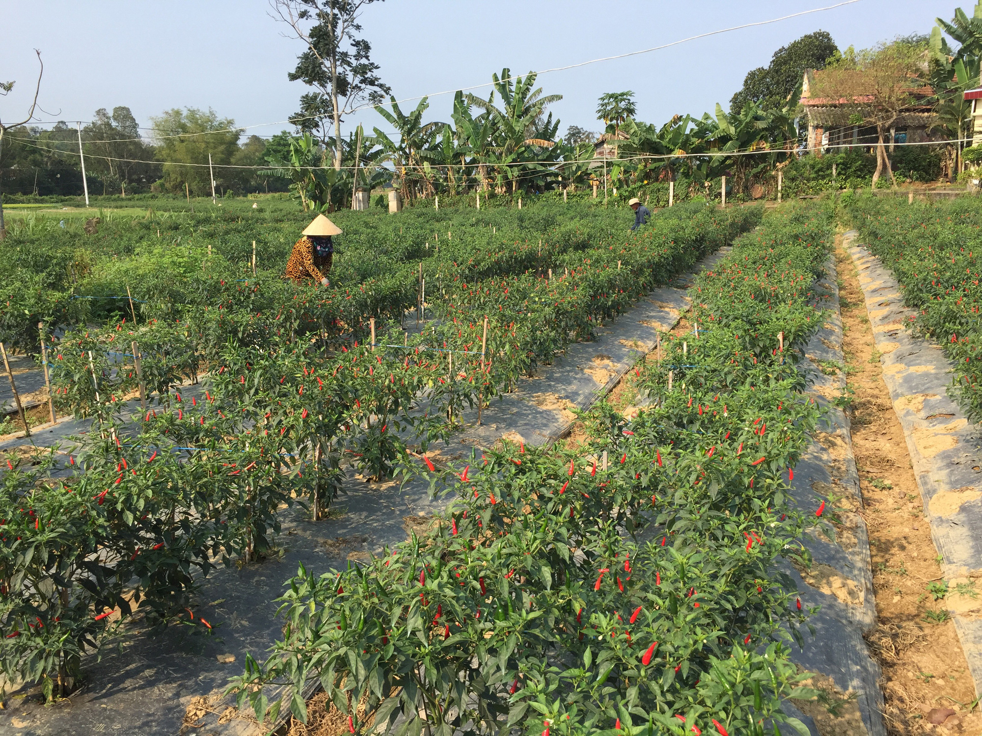 Giữa trùng vây Covid-19 - Ảnh 1.