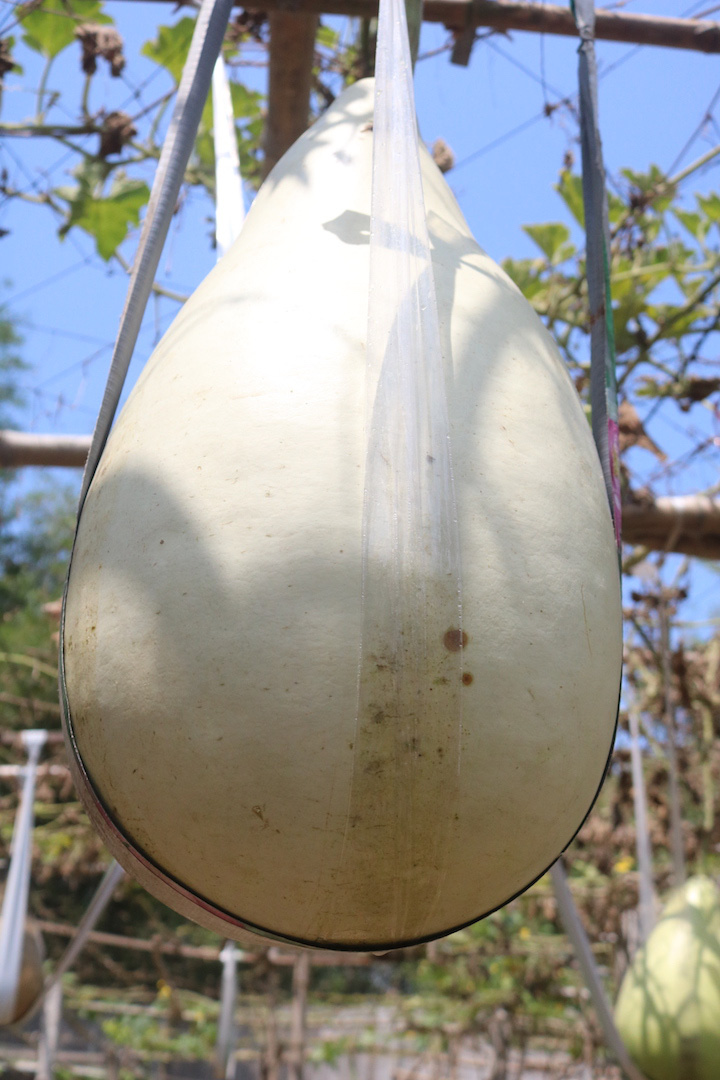 Lạ l&ugrave;ng những tr&aacute;i bầu si&ecirc;u to, khổng lồ nặng từ 15-30 kg - Ảnh 3.