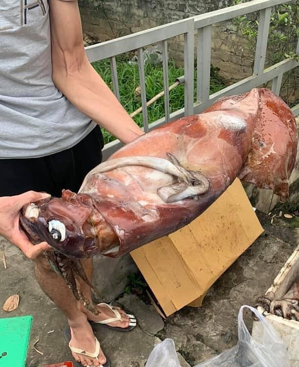 Mực khổng lồ gi&aacute; rẻ b&aacute;n khắp chợ online - Ảnh 1.