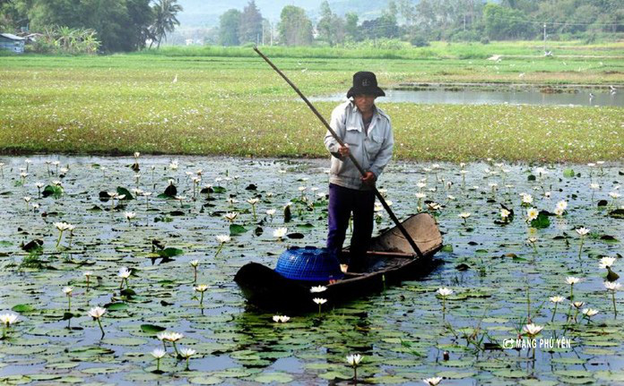 Gỏi b&ocirc;ng s&uacute;ng: M&oacute;n ngon d&acirc;n d&atilde; v&ugrave;ng đồng qu&ecirc; Ph&uacute; Y&ecirc;n - Ảnh 2.