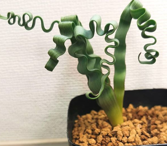 15 lo&agrave;i thực vật khiến căn nh&agrave; của bạn th&ecirc;m sống động - Ảnh 15.