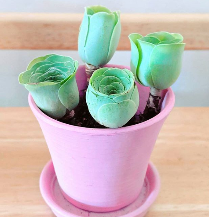15 lo&agrave;i thực vật khiến căn nh&agrave; của bạn th&ecirc;m sống động - Ảnh 3.