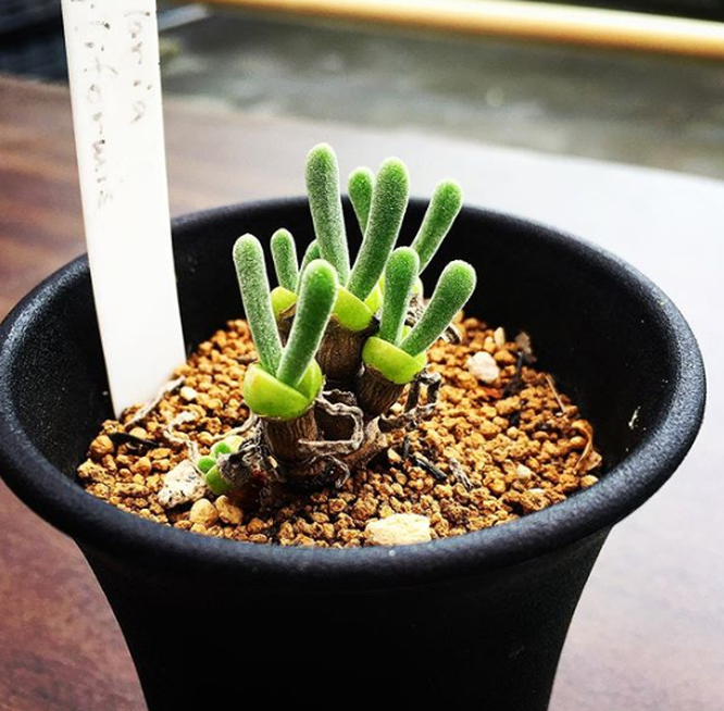 15 lo&agrave;i thực vật khiến căn nh&agrave; của bạn th&ecirc;m sống động - Ảnh 4.