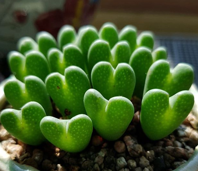 15 lo&agrave;i thực vật khiến căn nh&agrave; của bạn th&ecirc;m sống động - Ảnh 6.