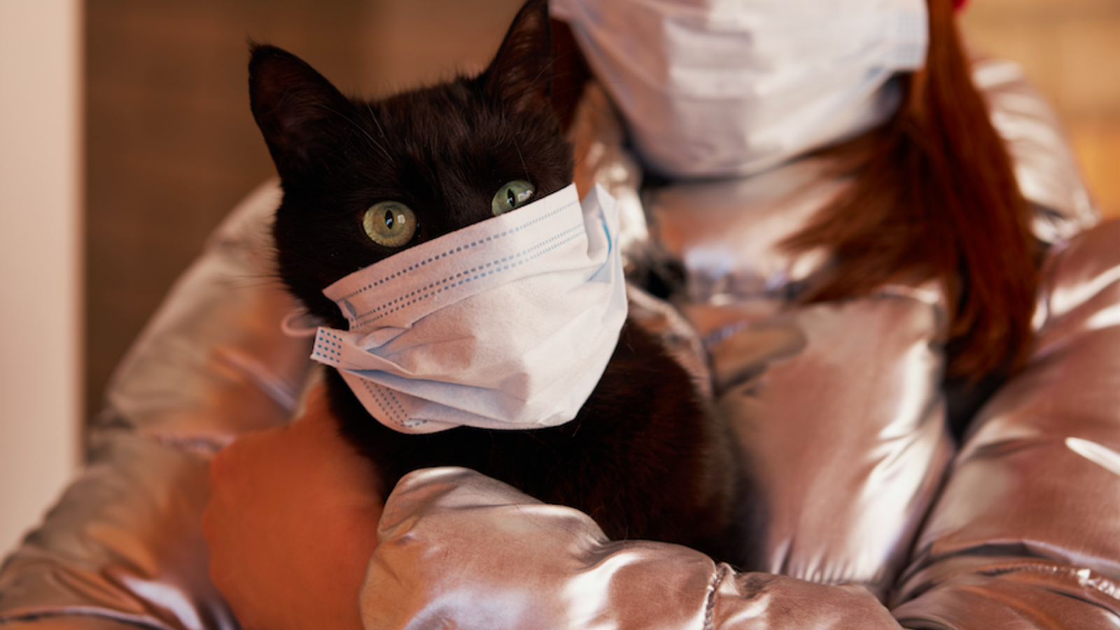 Mèo nhiễm virus SARS-CoV-2, chó được thử nghiệm để phát hiện người bệnh