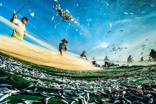N&eacute;t đẹp lao động: Nghề biển - Ảnh 2.