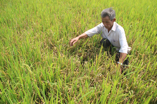 Chưa đến mùa khô, miền Trung đã héo hắt