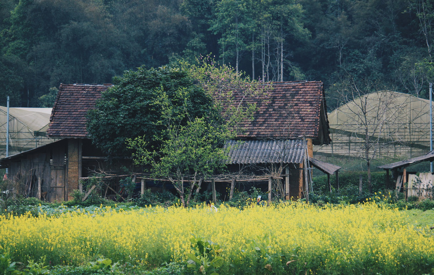 Du xuân Hà Giang, gieo mình giữa bạt ngàn hoa - Ảnh 15.