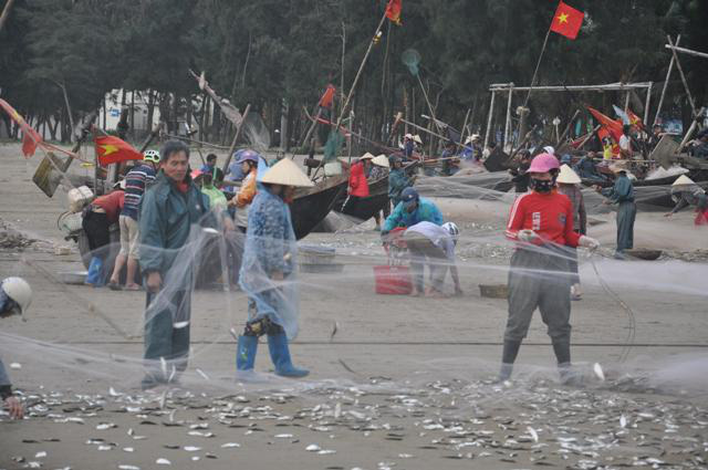 Nhiều người dậy thật sớm rủ nhau ra biển bắt hàng tấn cá trích