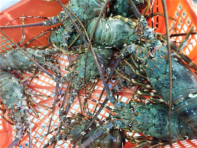 Nhà hàng hạ giá tôm hùm xanh 169.000 đồng/con, tôm Alaska 700.000 đồng/kg
