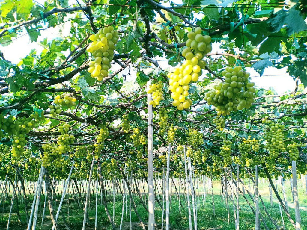 Kh&aacute;m ph&aacute; vườn nho xanh m&aacute;t, trĩu quả ở Ninh Thuận - Ảnh 3.