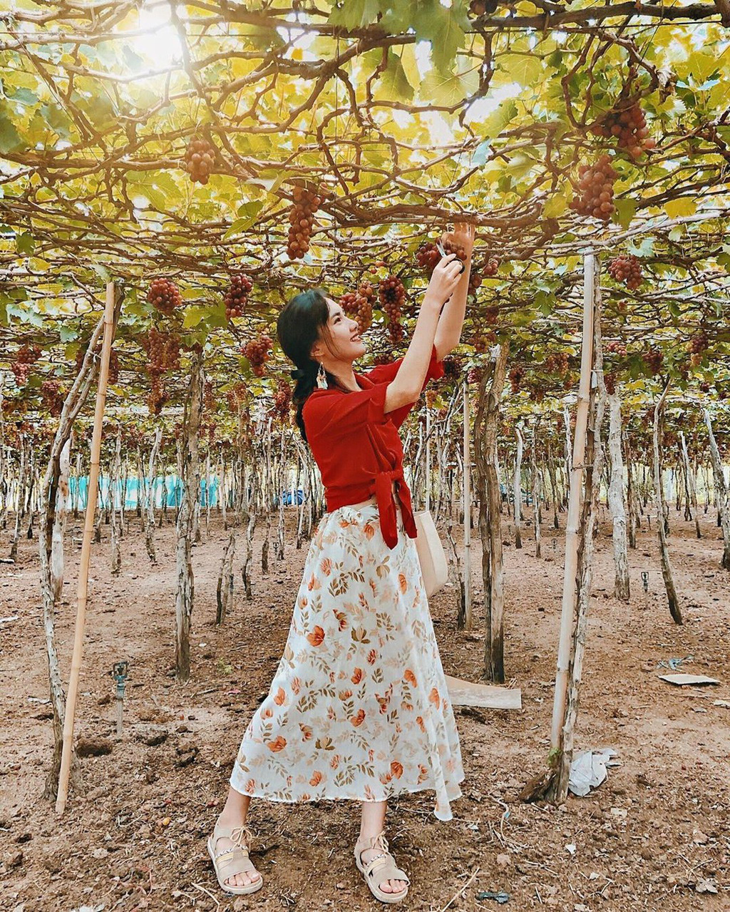 Khám phá vườn nho xanh mát, trĩu quả ở Ninh Thuận