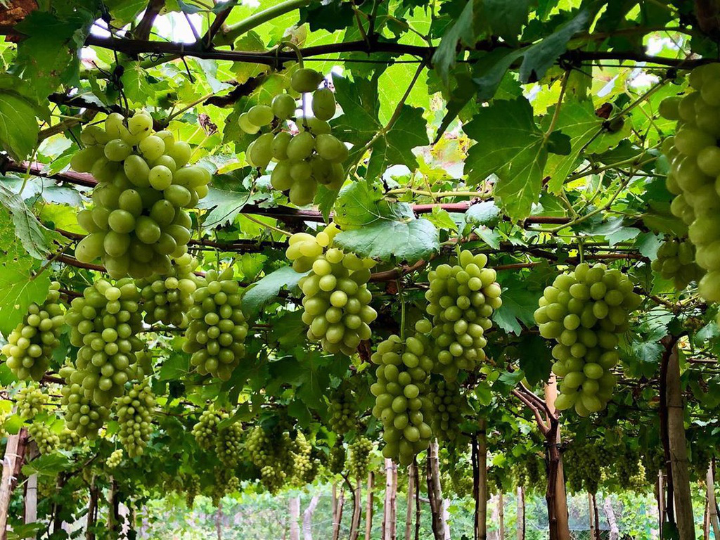 Kh&aacute;m ph&aacute; vườn nho xanh m&aacute;t, trĩu quả ở Ninh Thuận - Ảnh 5.