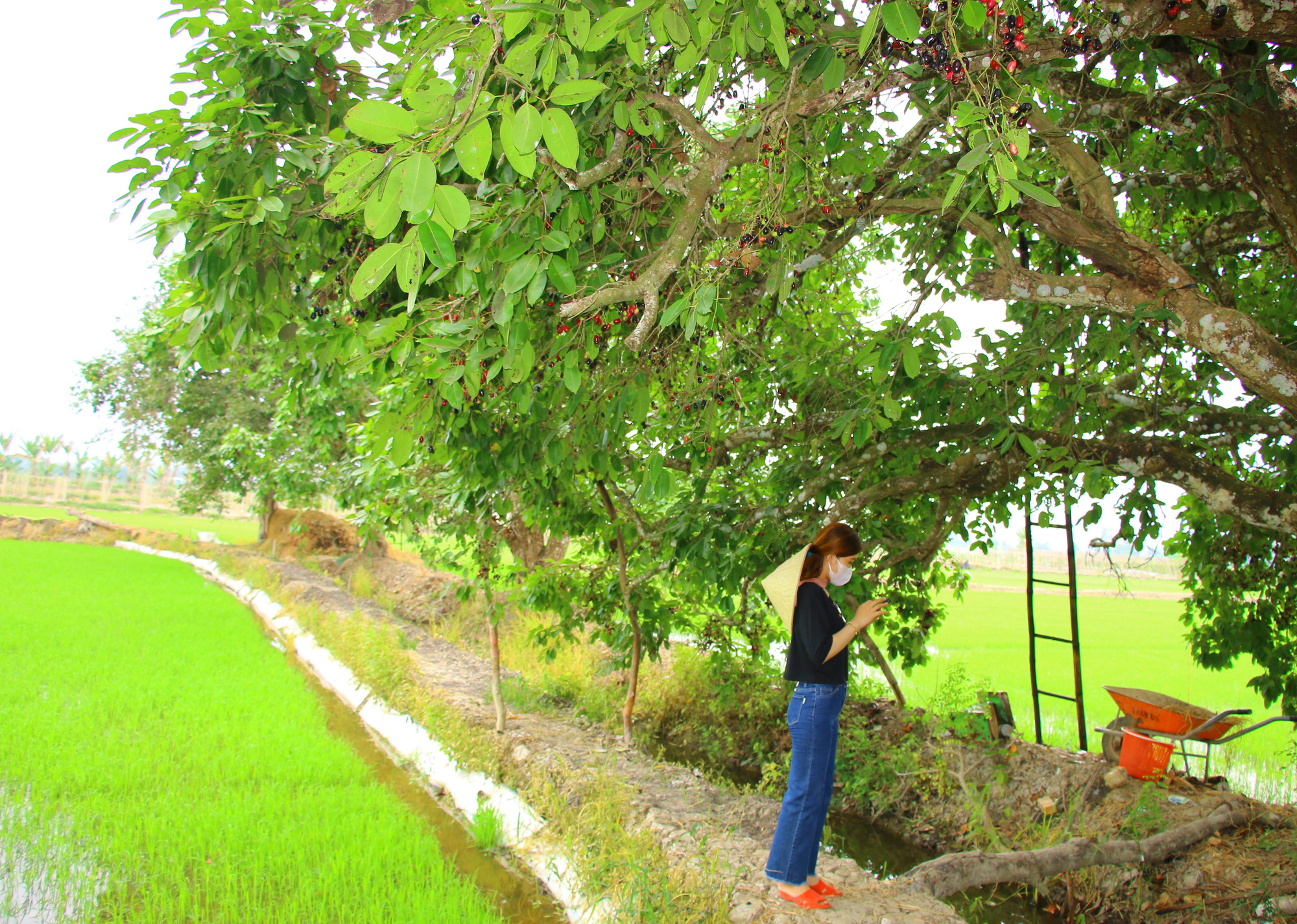 Về miền T&acirc;y thưởng thức tr&aacute;i rừng m&agrave;u t&iacute;m c&oacute; vị ngọt xen lẫn chua, ch&aacute;t - Ảnh 1.