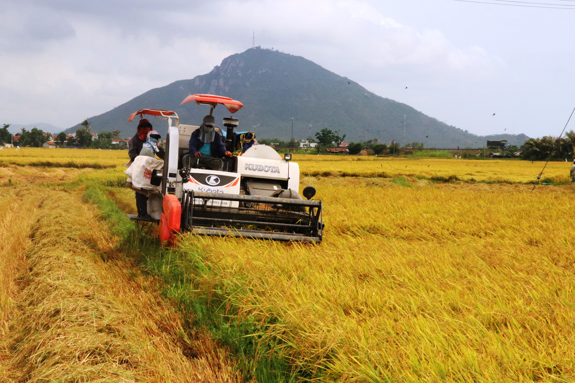 Nông dân miền Trung trúng mùa lúa