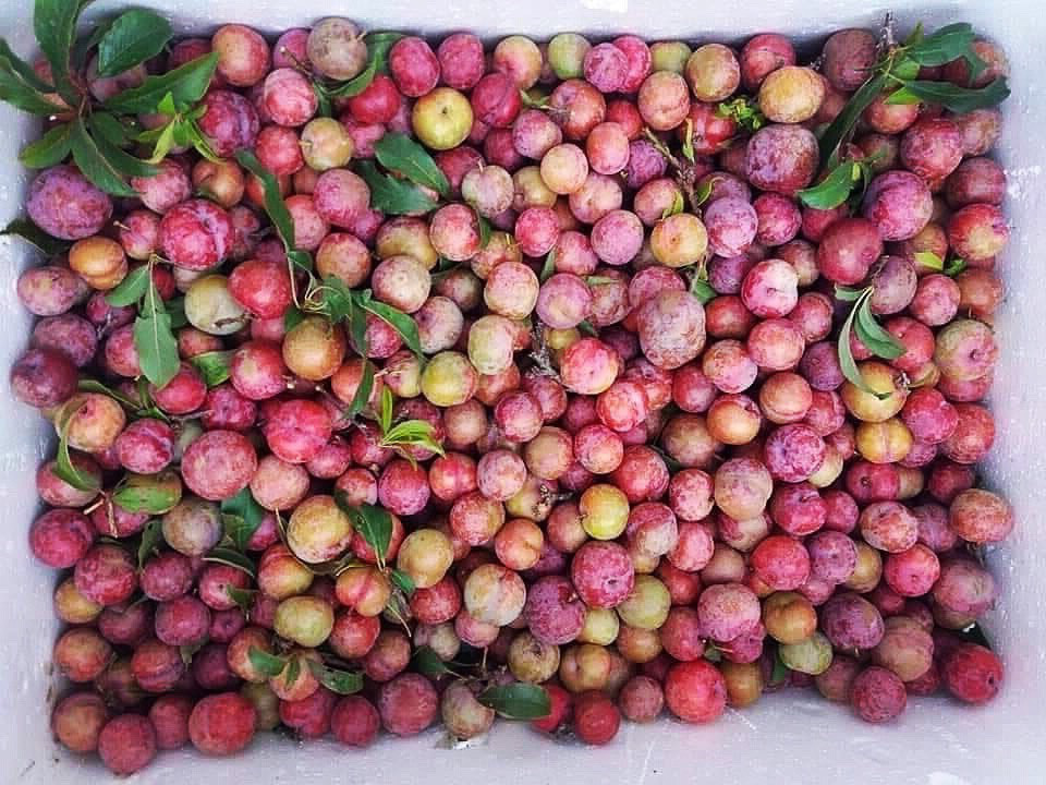 Mận đầu mùa 300.000 đồng/kg, chị em lên mạng canh mua từng cân