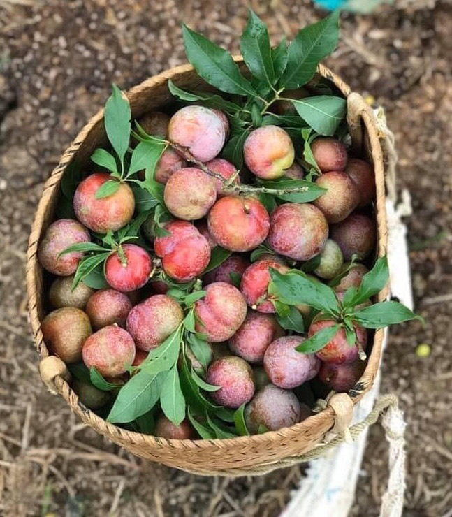 Mận đầu m&ugrave;a 300.000 đồng/kg, chị em l&ecirc;n mạng canh mua từng c&acirc;n - Ảnh 2.