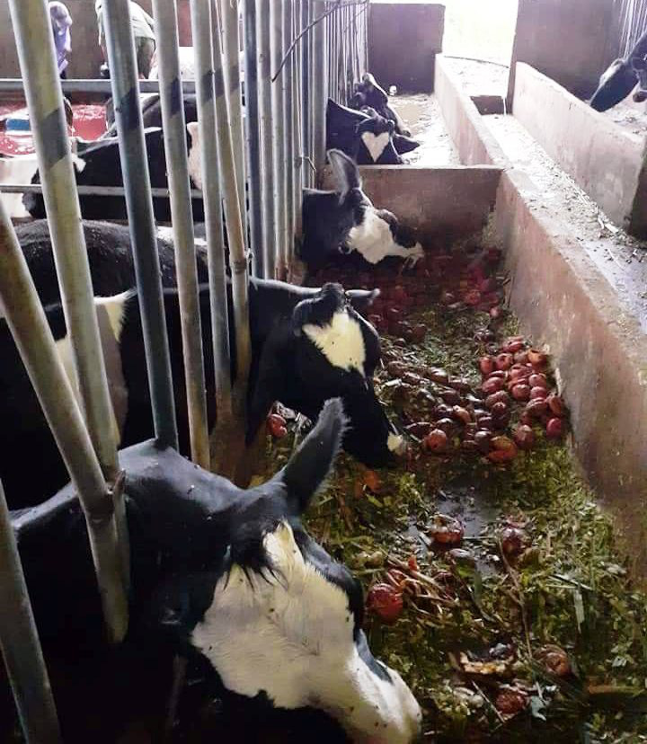 L&acirc;m Đồng: S&eacute;t đ&aacute;nh chết gục 10 con b&ograve; sữa ngay tại m&aacute;ng ăn - Ảnh 2.