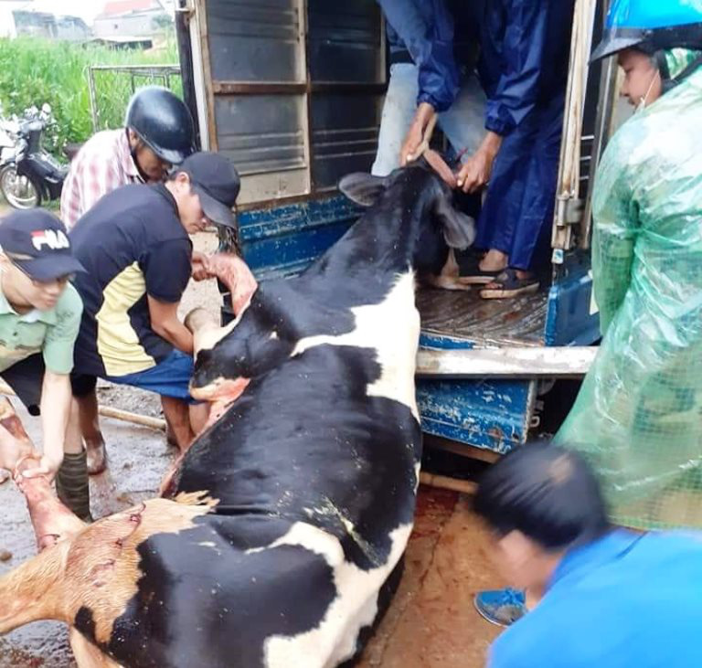 Lâm Đồng: Sét đánh chết gục 10 con bò sữa ngay tại máng ăn