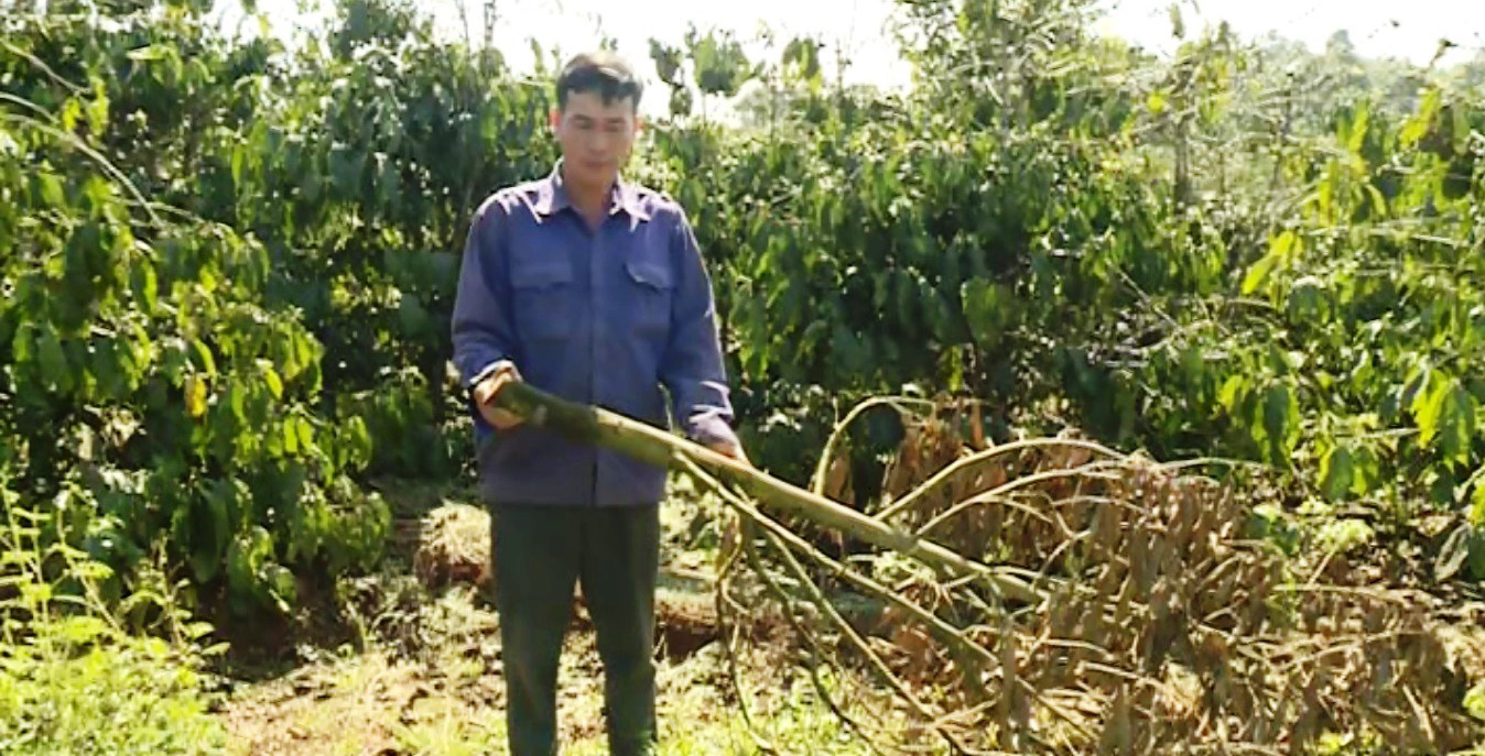 Hàng trăm cây sầu riêng bị kẻ xấu chặt hạ không thương tiếc
