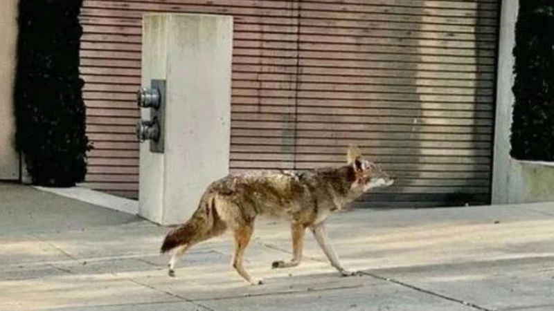 Sư tử ngủ trưa trên đường khi con người vào nhà trốn đại dịch - Ảnh 2.