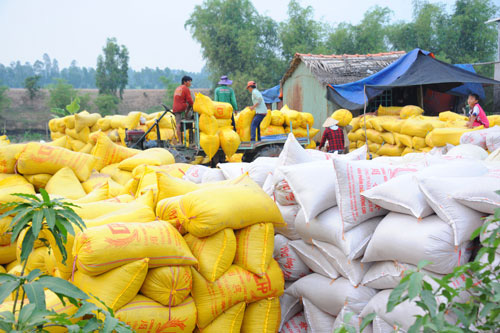Bộ Tài chính đề nghị Bộ Công an điều tra việc "trục lợi chính sách" quản lý xuất khẩu gạo