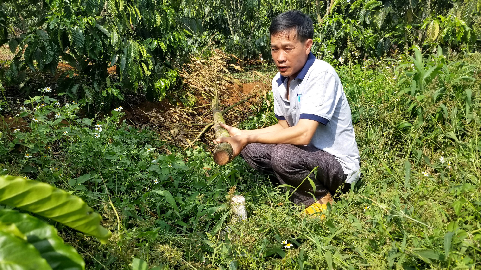 Rơi nước mắt nhìn hàng trăm cây sầu riêng bị kẻ xấu chặt hạ