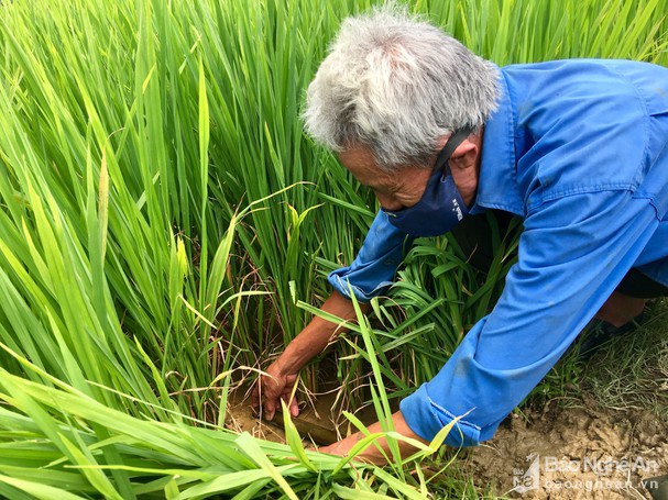 Ngỡ ng&agrave;ng đến kh&oacute; tin lươn đồng ồ ạt trườn v&agrave;o &ldquo;nh&agrave;&rdquo; cao thủ! - Ảnh 1.