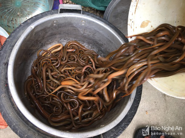Ngỡ ng&agrave;ng đến kh&oacute; tin lươn đồng ồ ạt trườn v&agrave;o &ldquo;nh&agrave;&rdquo; cao thủ! - Ảnh 3.